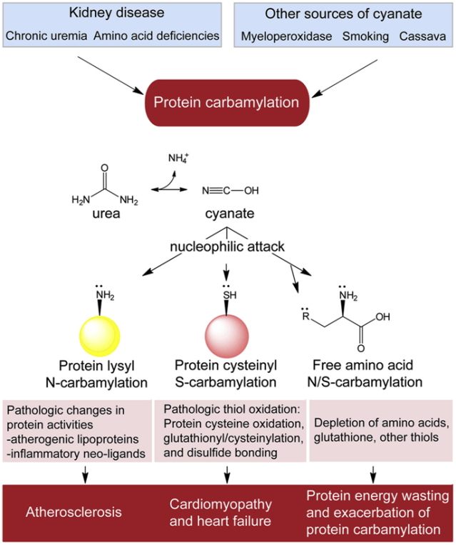 is glutathione good for the kidney Glutathione Metabolism in Renal Cell Carcinoma Progression and Implications  for Therapies main image 1