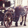 horse buggy small