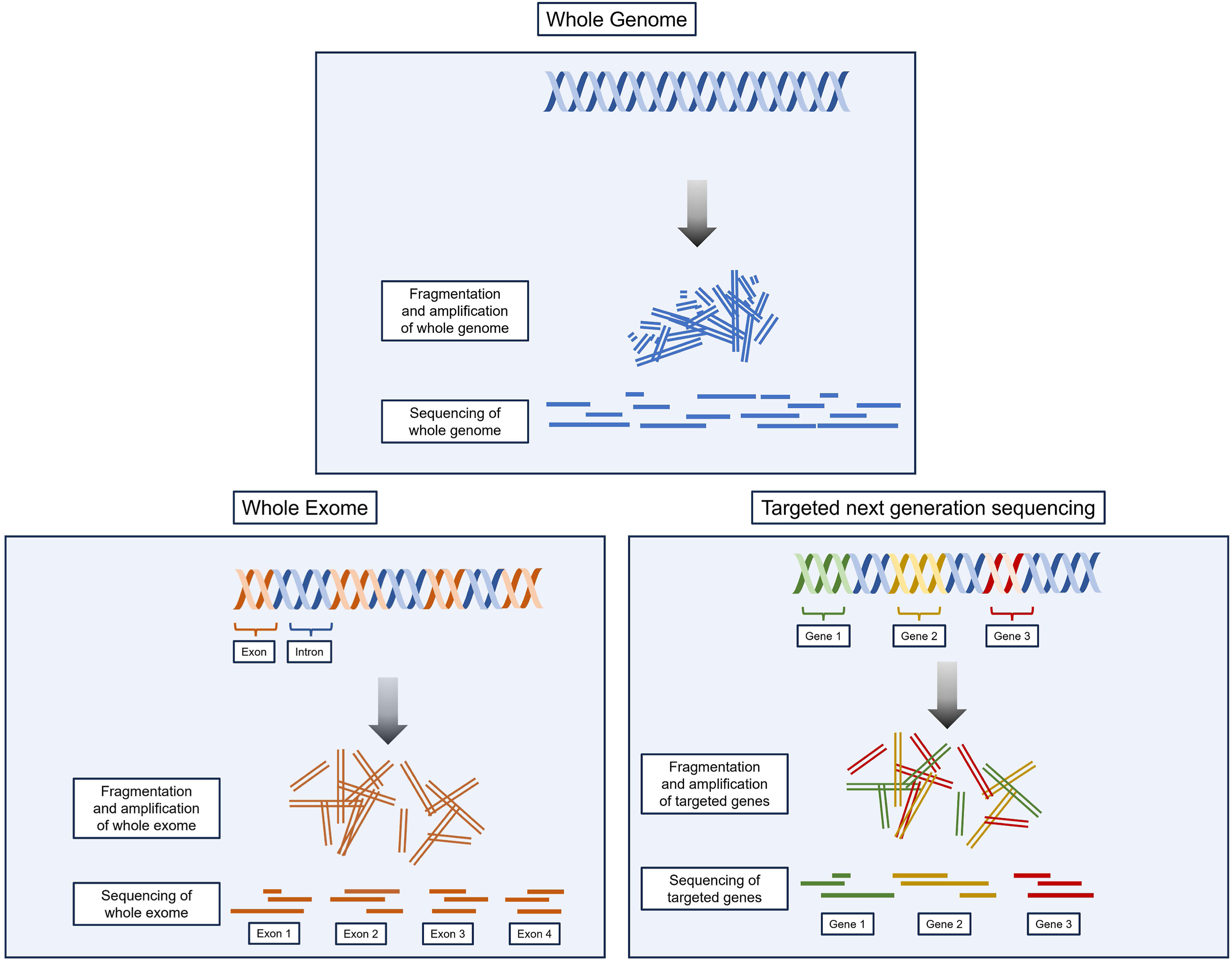#NephMadness 2025: Genetics Region – AJKD Blog